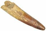 Fossil Spinosaurus Tooth - Real Dinosaur Tooth #357792-1